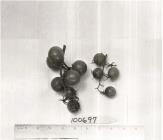 Click for 1 image(s) for this accession. FRUIT